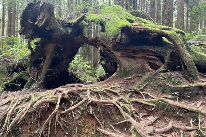 Alishan One Day Tour from Taichung - Longyin Temple in the Mountains: A Calm, Scenic Starter