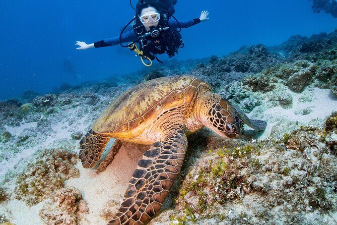 Discover Scuba Diving With Sea Turtles – Xiaoliuqiu, Taiwan - Key highlights to know before you go