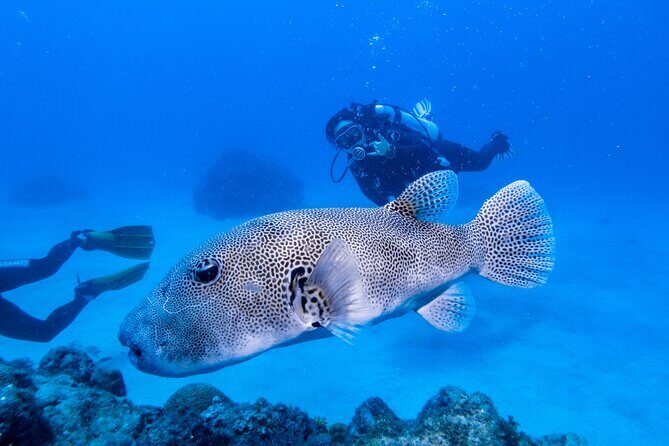 Discover Scuba Diving With Sea Turtles – Xiaoliuqiu, Taiwan - Underwater photos included: how the picture value changes the day
