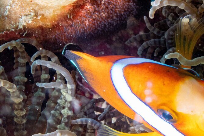 Discover Scuba Diving With Sea Turtles – Xiaoliuqiu, Taiwan - Who this is best for (and who should think twice)