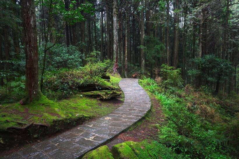 From Taipei City: 3-Day Sun Moon Lake & Alishan Private Tour - Key highlights that matter in real life