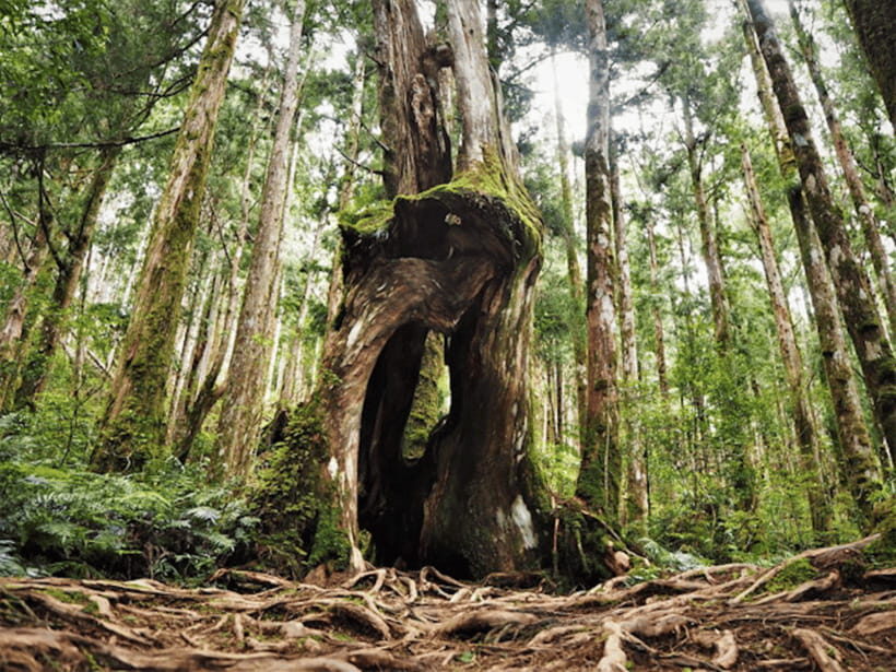 From Taipei: Taipingshan National Forest Private Day Tour - Key things to know before you go
