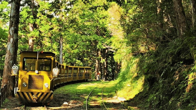 From Taipei: Taipingshan National Forest Private Day Tour - A cooler forest reset from Taipei