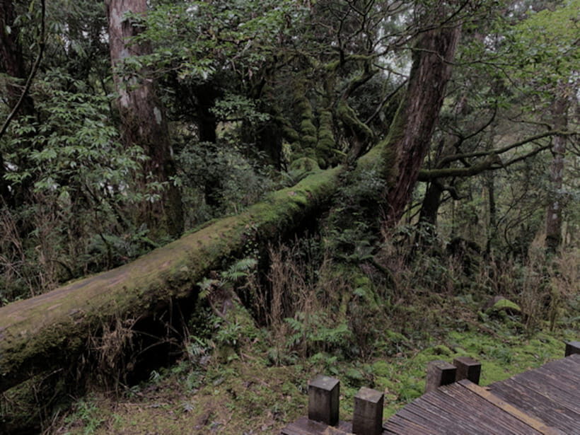 From Taipei: Taipingshan National Forest Private Day Tour - Wildlife and the “forest magic” feeling (what’s realistic)