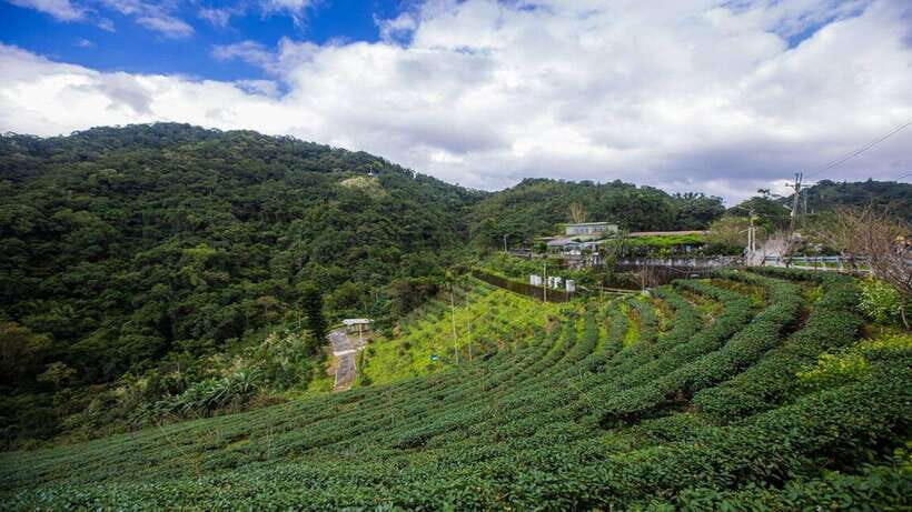 From Taipei: Thousand-Island Lake & Tea Museum Private Tour - Thousand Island Lake: the photo stop that sets the tone