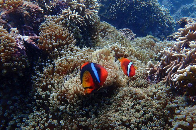 Kenting, Taiwan|Snorkeling Free underwater photography One-on-one with instructor|Taiwan Diving Snorkeling - Safety and Insurance: The Part That Lets You Relax