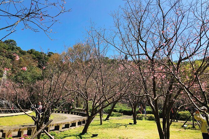 Taipei Cherry Blossom Day Tour to Yangmingshan and Tamsui - Meeting Point: Start Clean, Then Go