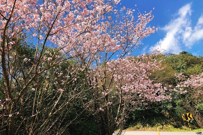 Taipei Cherry Blossom Day Tour to Yangmingshan and Tamsui - Yangmingshan National Park: The Big Block of Blossom Time