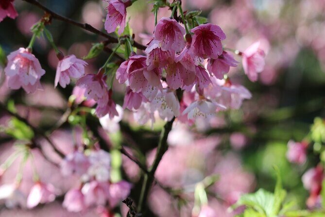 Taipei Cherry Blossom Day Tour to Yangmingshan and Tamsui - Danshuei and Tian Yuan Temple: Cherry Blossoms with a Side of Old-School Taiwan