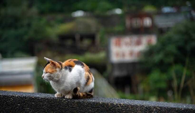 Taipei: Jiufen,Shifen & Houtong Cat Village Private Day Tour - Shifen Waterfall: The Quick, Scenic Stop That Sets the Tone