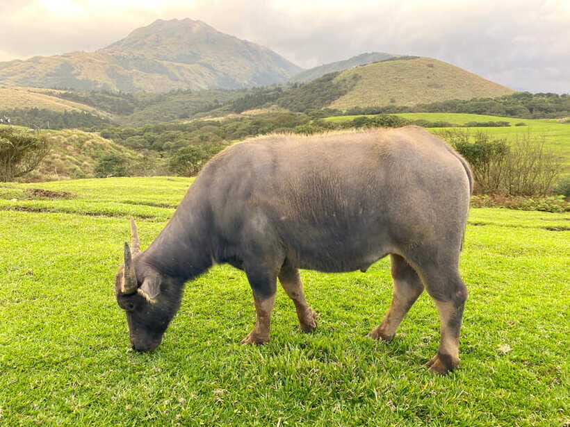 Taipei: Yangmingshan & Beitou Full-Day Tour - Who This Tour Suits Best (and Who Should Skip It)