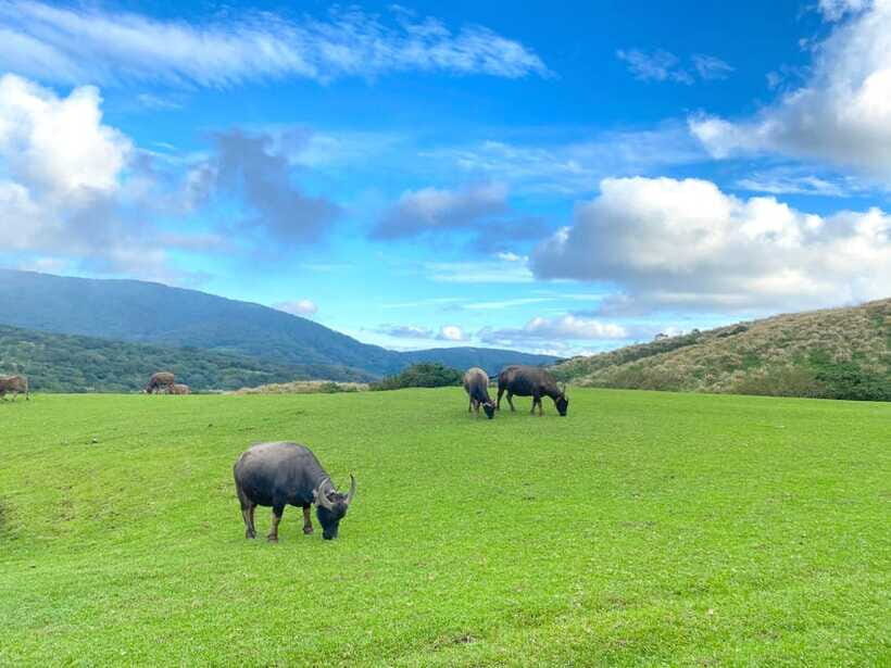 Taipei: Yangmingshan & Beitou Full-Day Tour - Beitou Hot Spring Museum and Geothermal Valley: Heat, History, and a Calm Walk