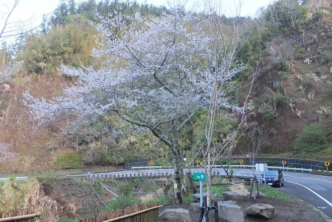 Two-day Sun Moon Lake & Alishan Forest Park Tour Package - Private guide expectations: what to confirm before you lock it in